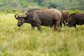 3 days tanzania private mid-range safari 